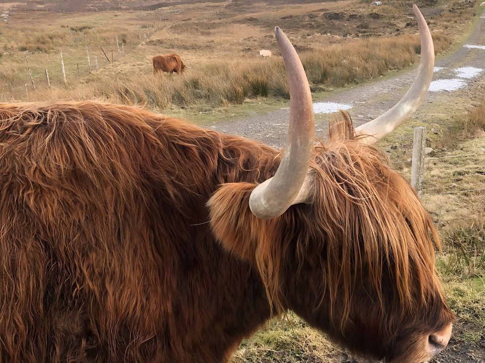 A highland cow in a grassy field with a path nearby at Cullinview Isle of Skye