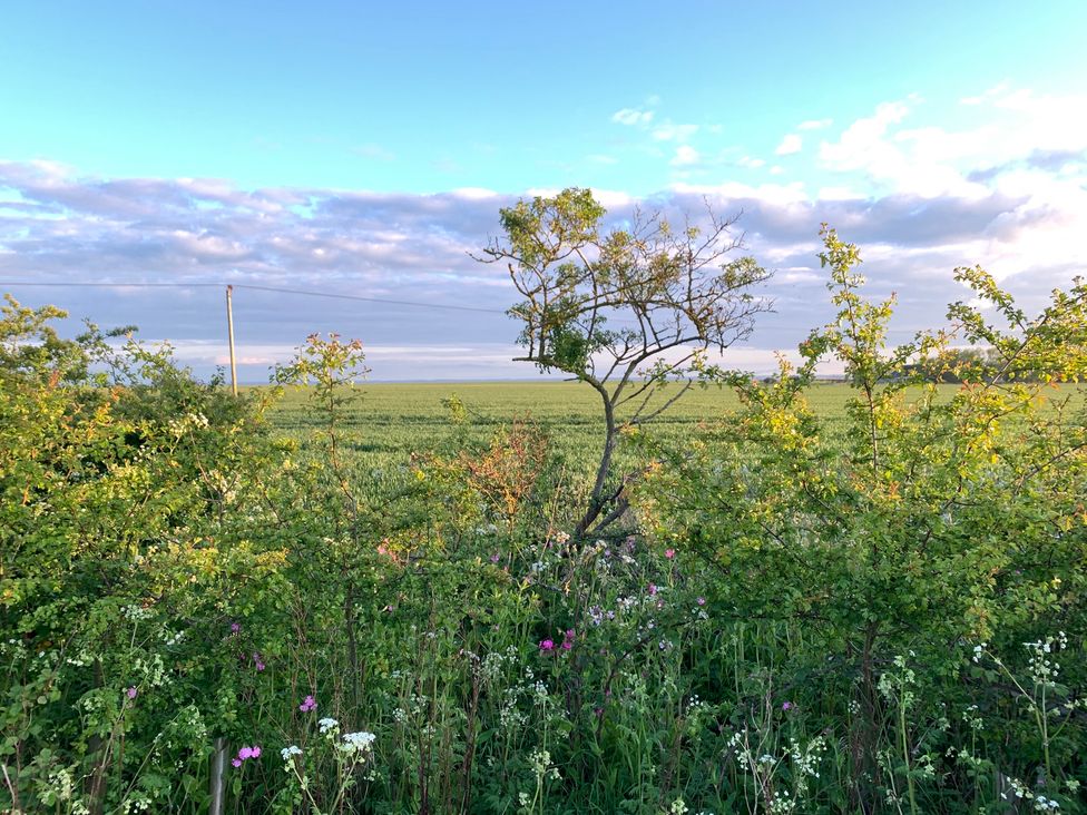 A view of a field with a tree and plants at Cosy Escape in Sheerness