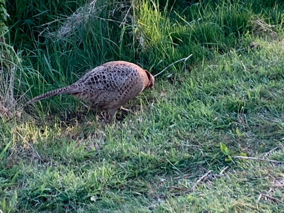 A bird standing on grass in a natural setting