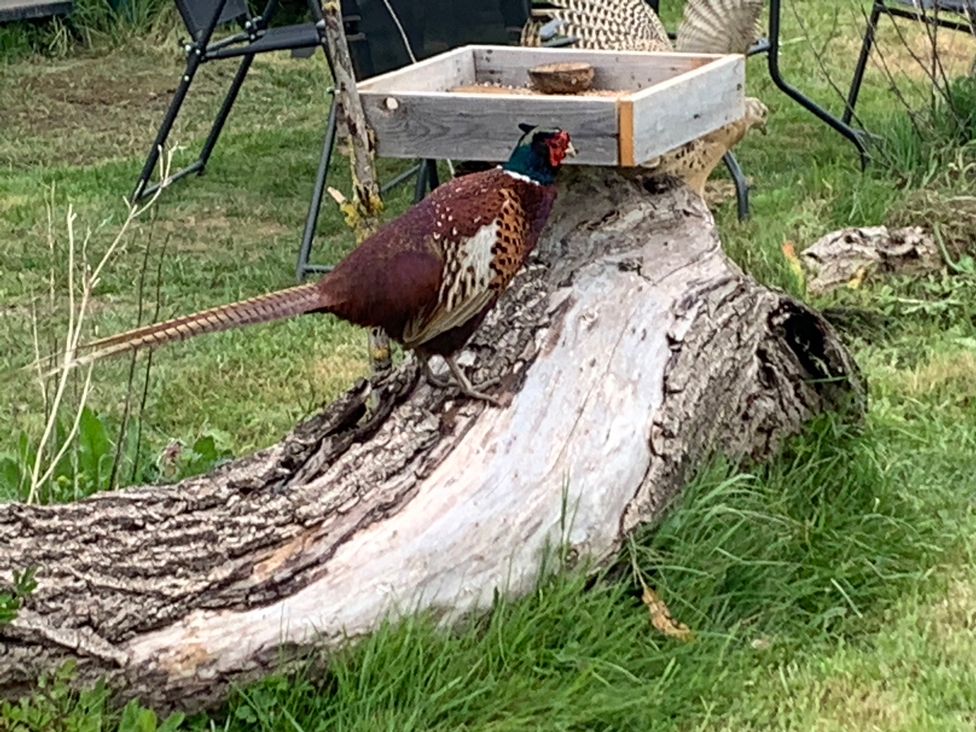 A pheasant near a log with a feeder at Cosy Escape Sheerness