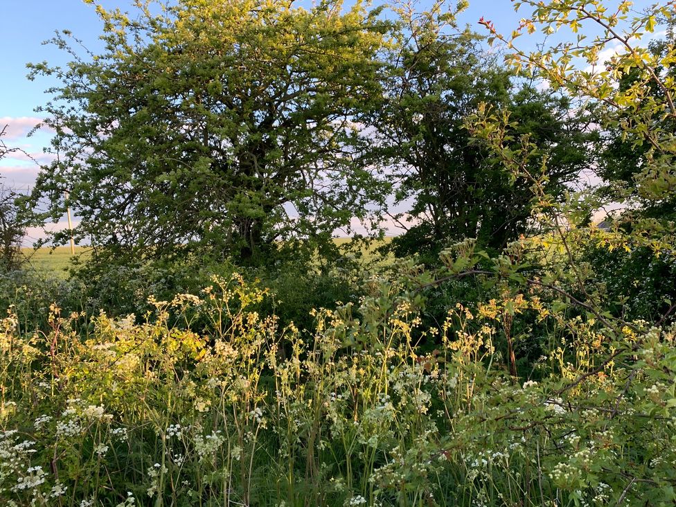 A view of trees and wildflowers in a field at Cosy Escape in Sheerness