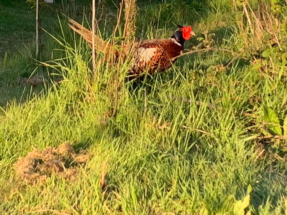 Cosy Escape - Kent & Sussex - 1193953 - thumbnail photo 24