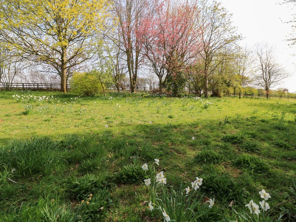 A garden with trees and daffodils at Foxhill Farm Barn, Cheltenham
