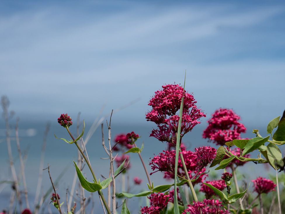 A close-up of pink flowers with leaves against a blue sky and ocean