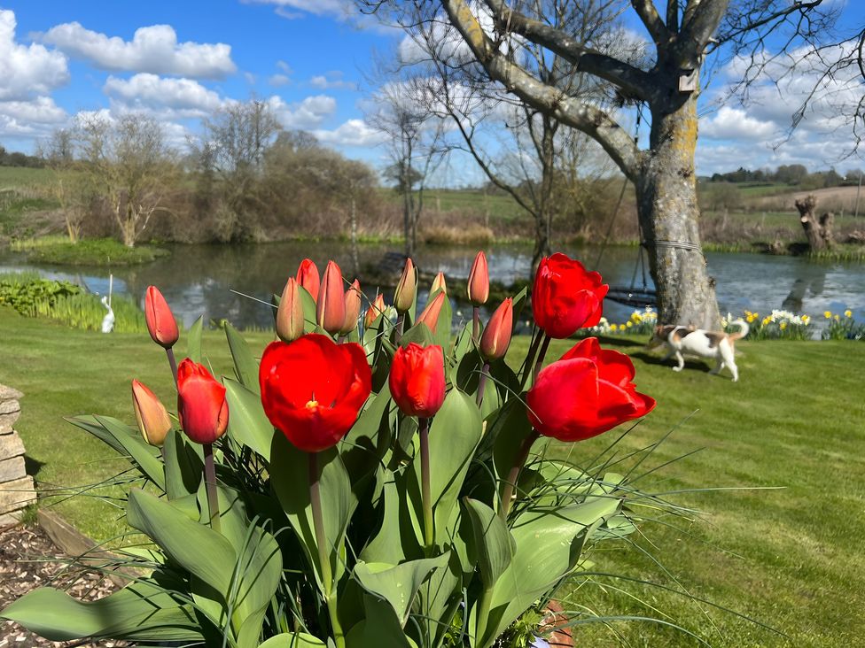A garden with tulips, grass, and a dog near a water body at Christmas Cottage in Shipston-on-Stour