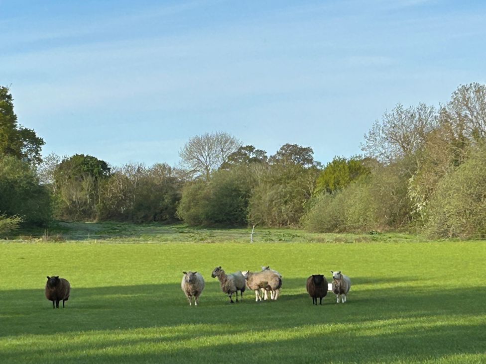 A group of sheep grazing in a field with trees and blue sky