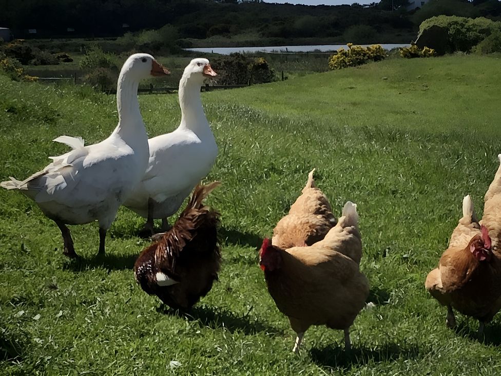 Geese and chickens in a field near water at Country Retreat Sleeps 2 Holyhead