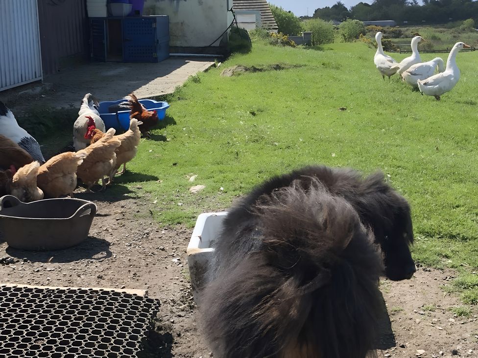A dog and chickens with geese in a field at Country Retreat Sleeps 2 Holyhead