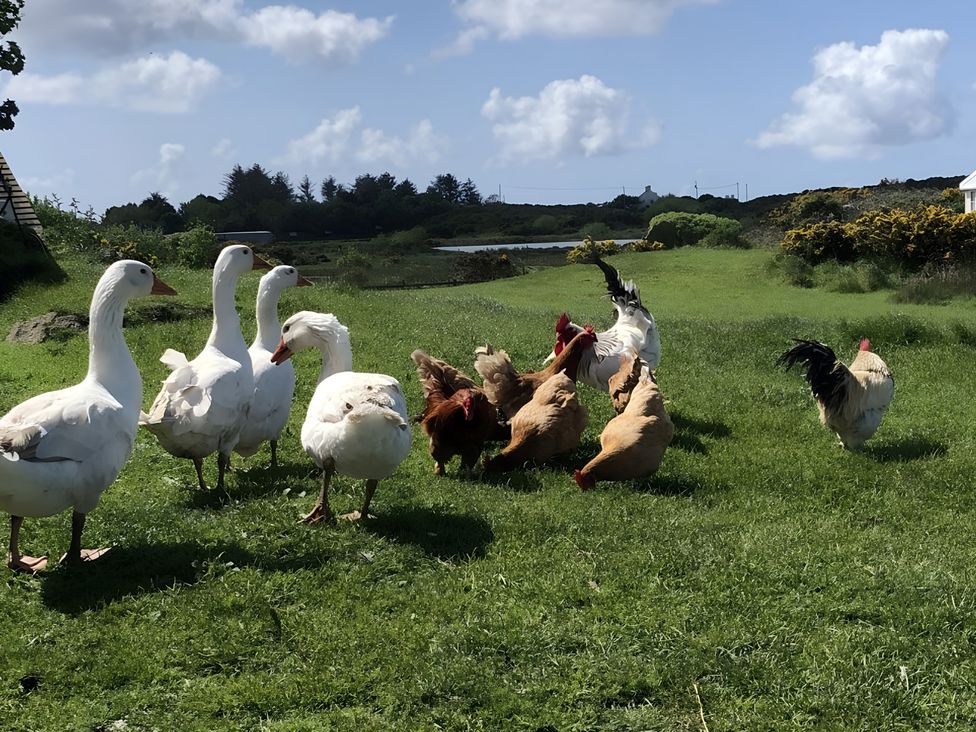 Geese and chickens on grass near water at Country Retreat Sleeps 2 Holyhead