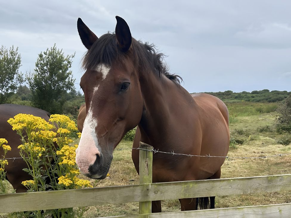 A horse near yellow flowers at Country Retreat Sleeps 2 in Holyhead