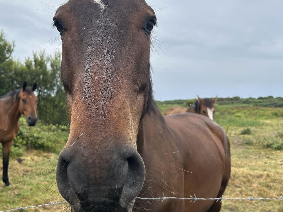 A close-up of a horse in a field at Country Retreat Sleeps 2 Holyhead
