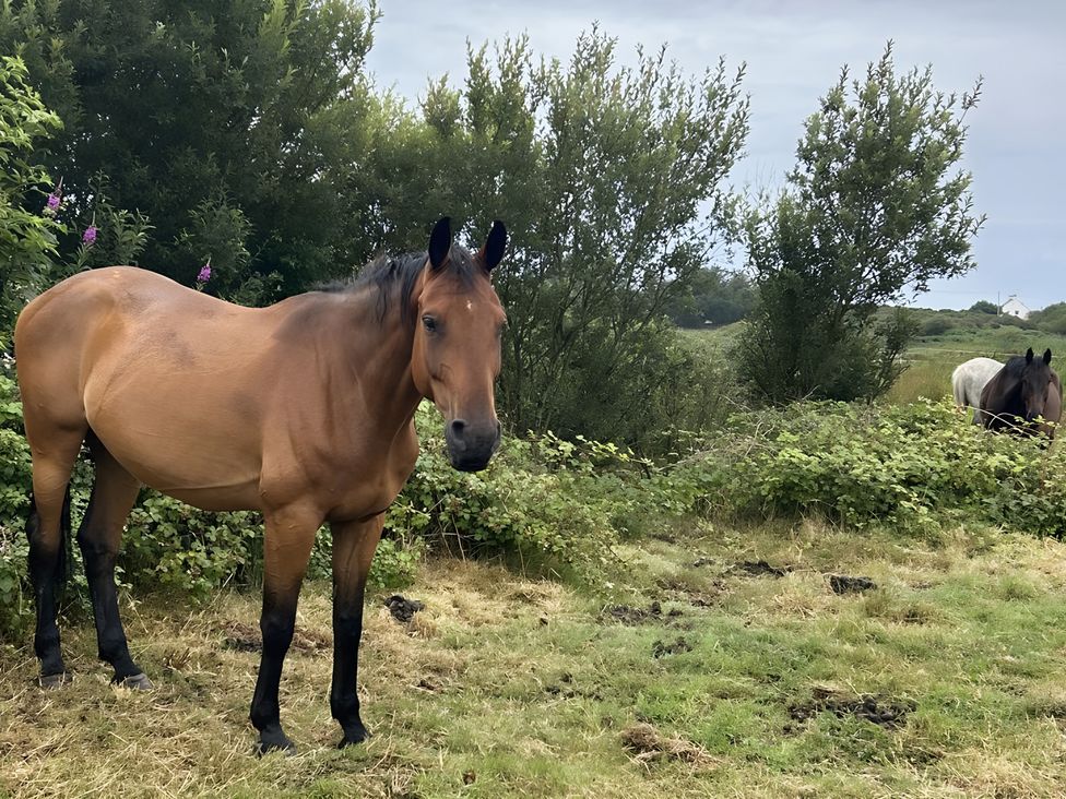 A horse standing in a field at Country Retreat Sleeps 2 Holyhead