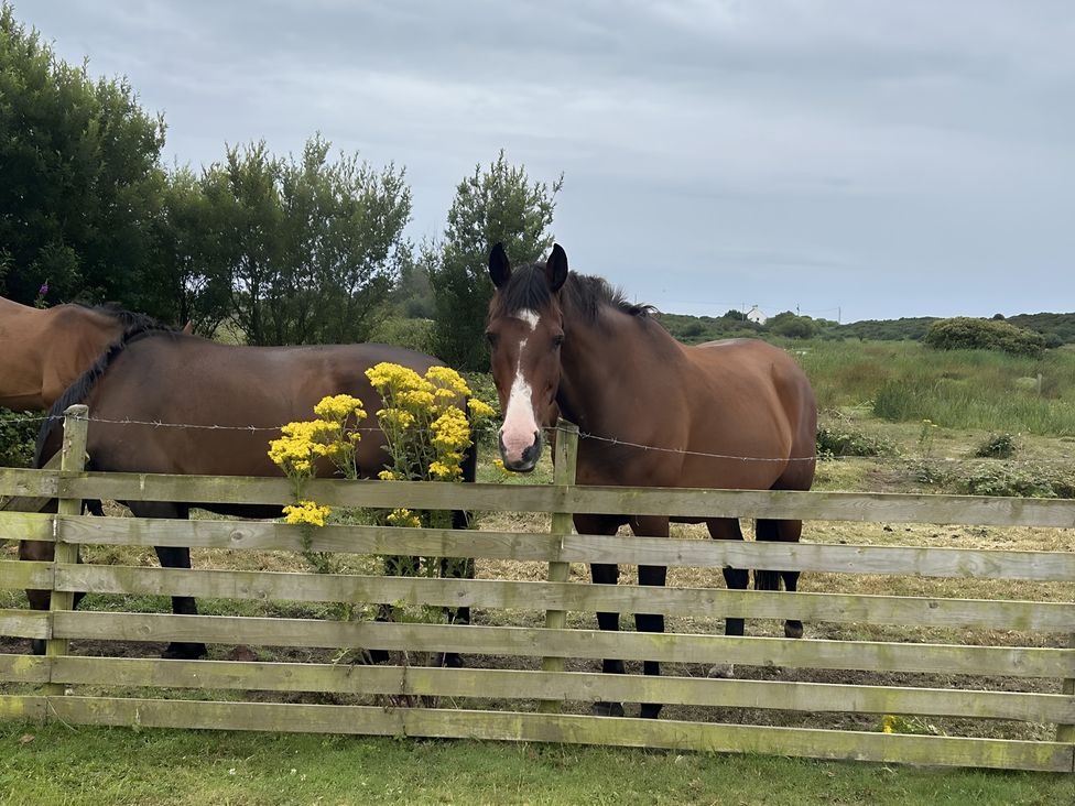 Two horses by a fence with yellow flowers at Country Retreat Sleeps 2 Holyhead