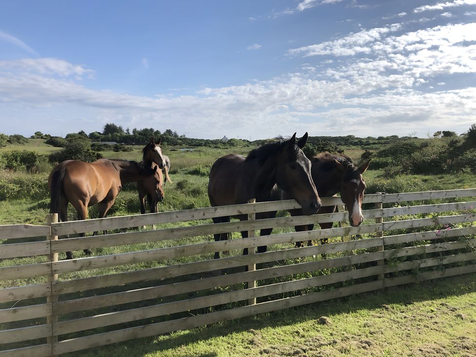 Horses behind a wooden fence in a field at Country Retreat Sleeps 2 Holyhead