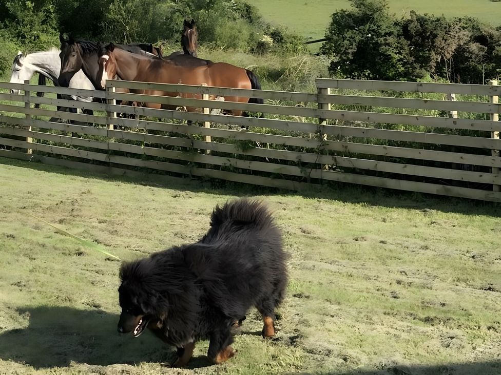 Country Retreat Sleeps 2 - Anglesey - 1193983 - thumbnail photo 27