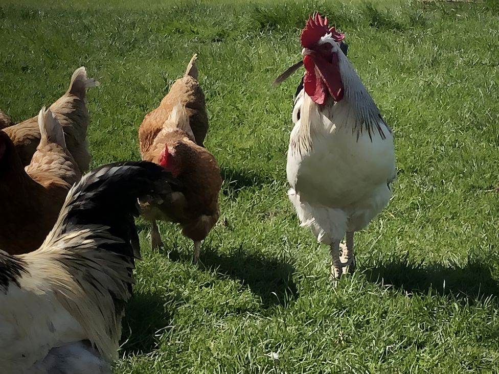 A rooster and hens on grass at Country Retreat Sleeps 2 Holyhead