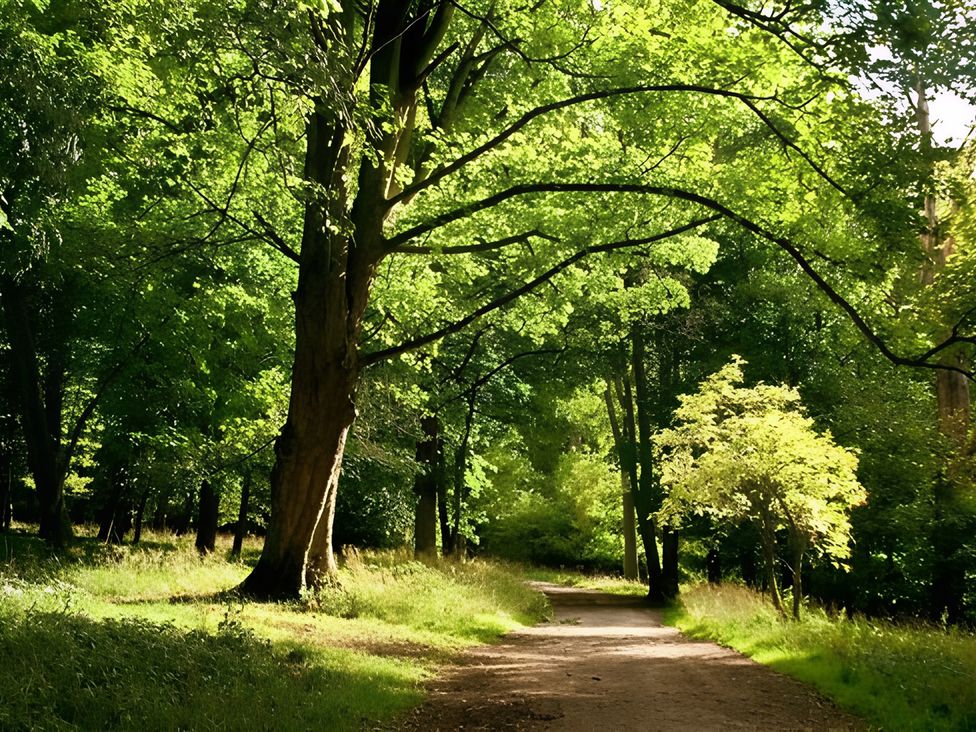 A pathway surrounded by trees in a forest at Loxley Barn in Tring