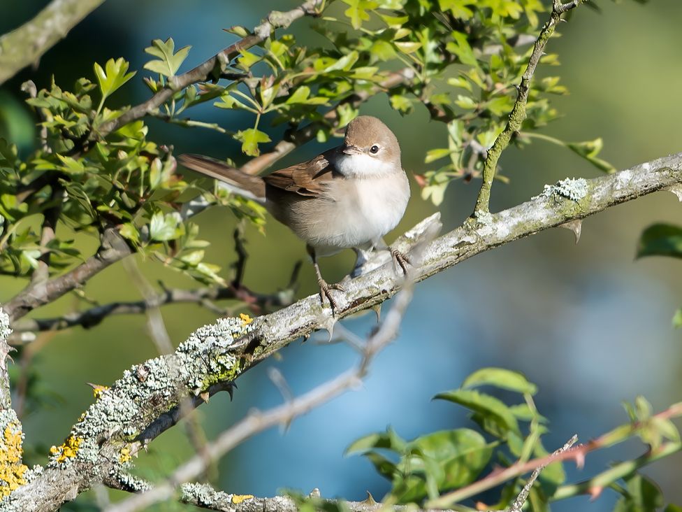A bird perched on a branch surrounded by green leaves at Loxley Barn Tring