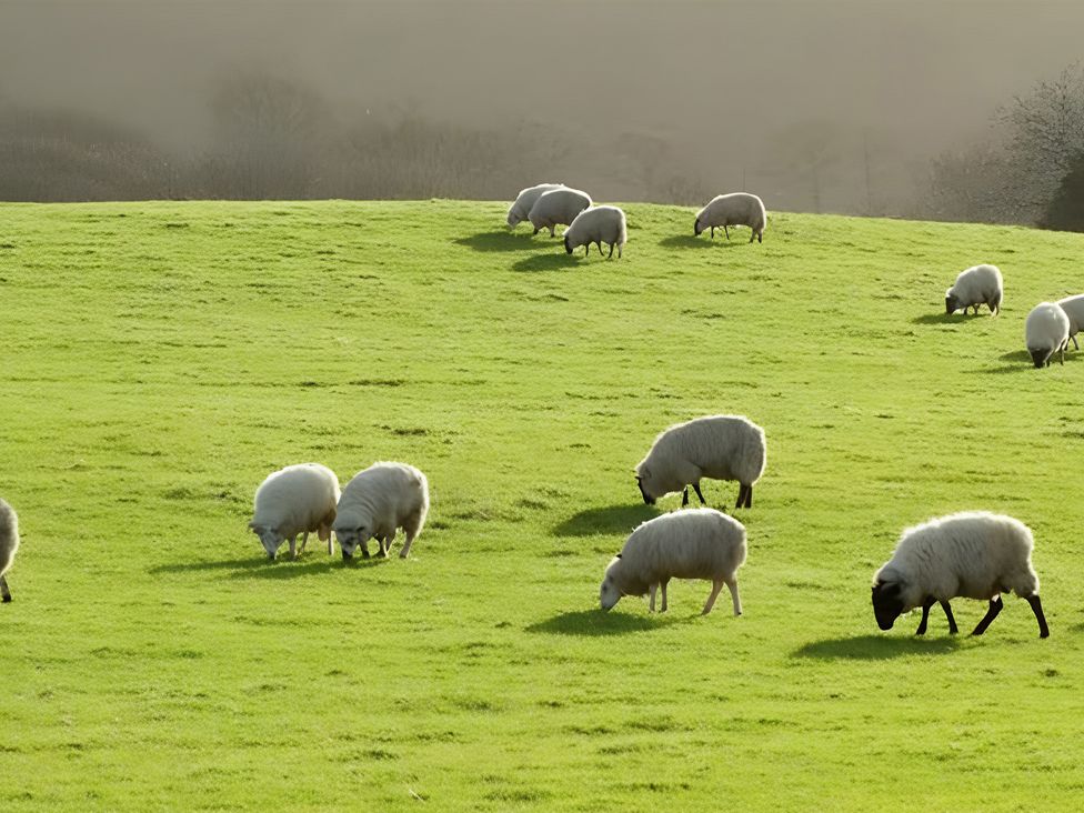 Sheep grazing on grass in a field at Honey Bee Cottage Welshpool