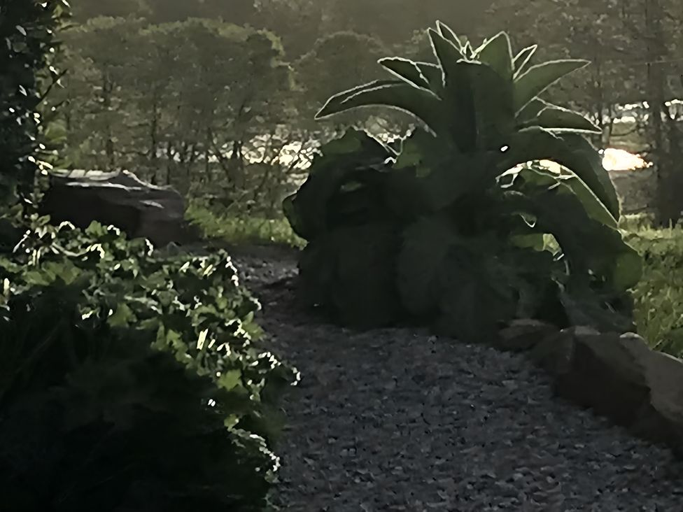 A garden path with large plants and rocks at Shepherds hut in Dumfries