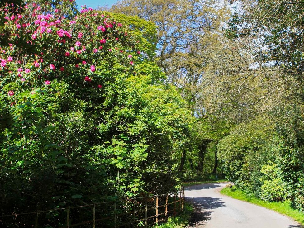A path surrounded by flowers and trees at Bodior Garden Cottage Bach Holyhead