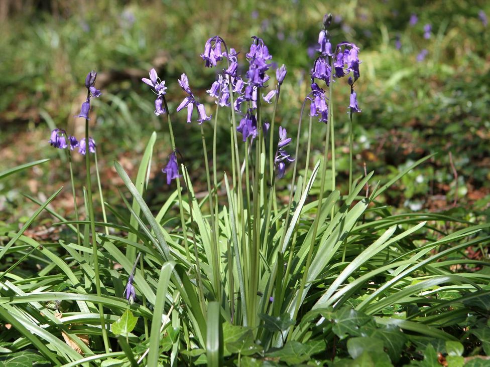 A cluster of bluebells surrounded by green leaves in a forest setting at Bodior Garden Cottage Bach Holyhead