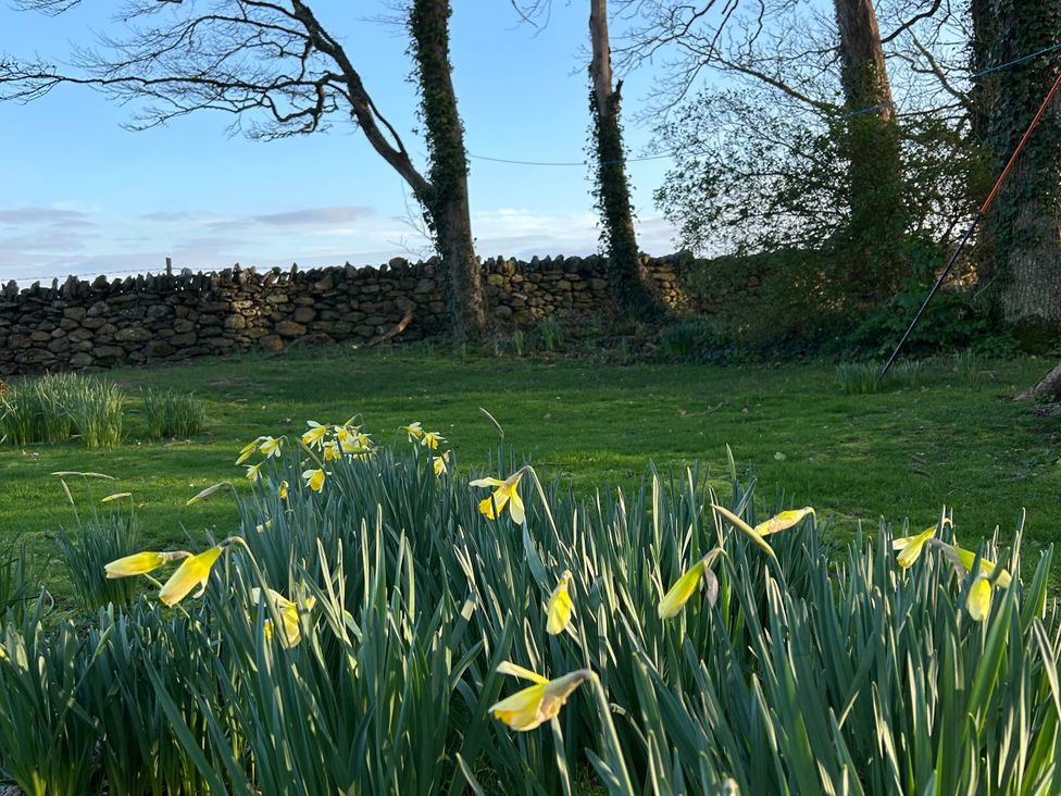 A garden with daffodils and a stone wall at Bodior Garden Cottage Bach Rhoscolyn