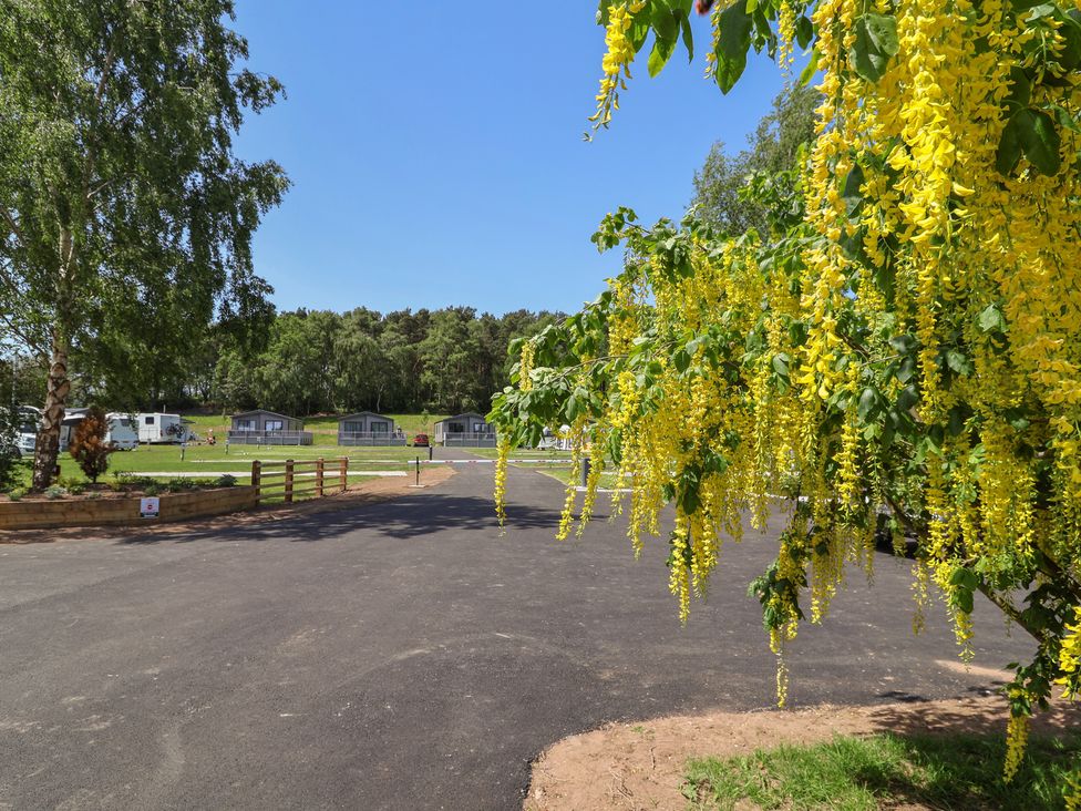 An outdoor view of caravans and trees with yellow flowers at The Pines 3 Bedrooms in Delamere