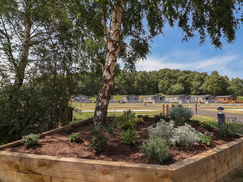 A garden with a planter box and birch tree at The Pines 3 Bedrooms Delamere