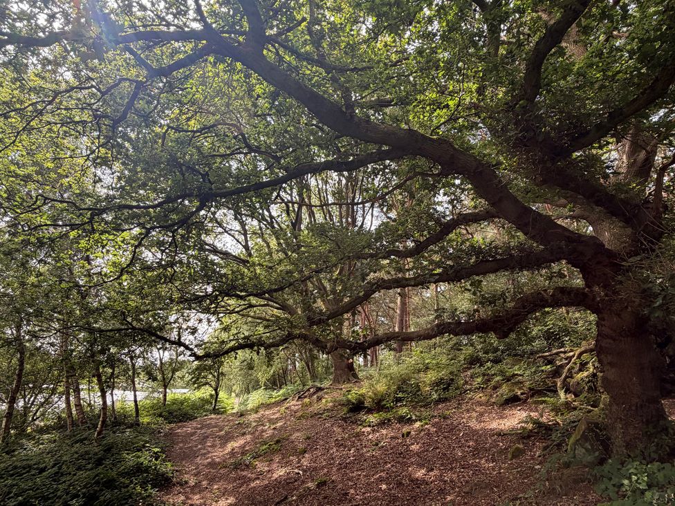 A tree with branches over a path in a wooded area at The Oaks 2 Bedrooms in Delamere
