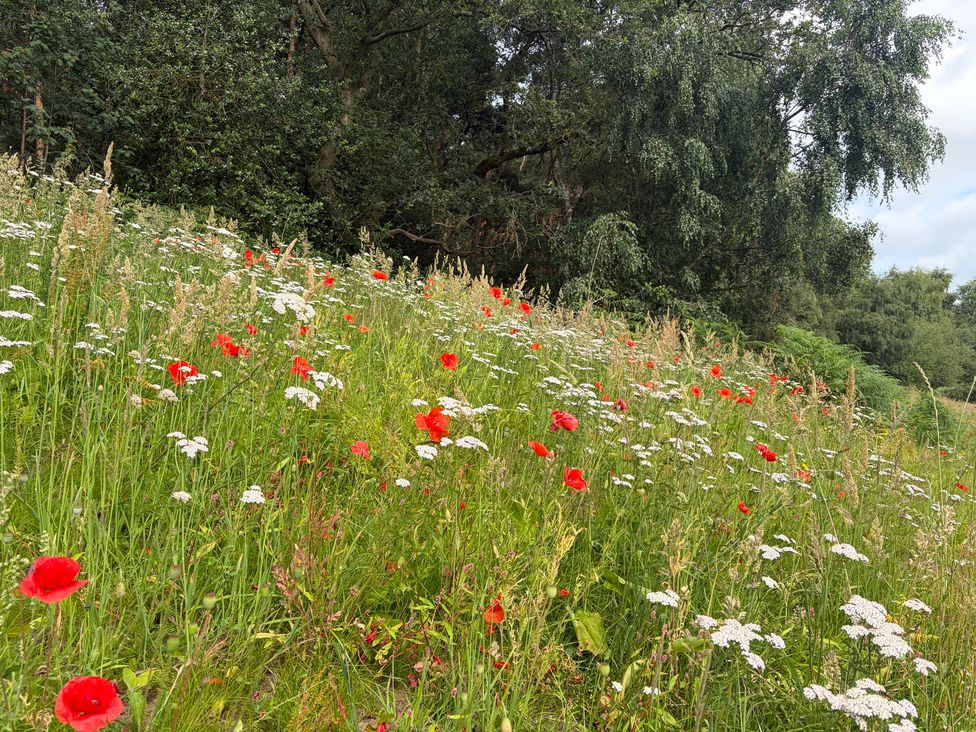 A field with wildflowers including poppies and daisies at The Oaks 2 Bedrooms Delamere