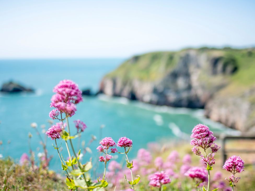 Flowers in the foreground with ocean and cliffs in the background at an outdoor location