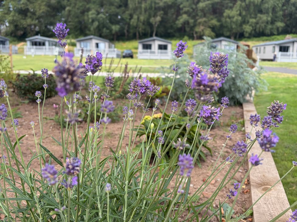 Lavender plants in a garden with holiday cabins in the background at The Oaks 3 Bedrooms Delamere