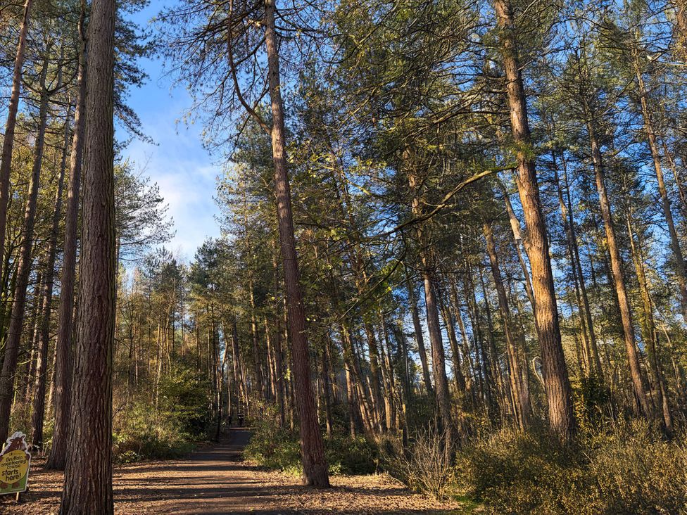 A path with trees and bushes in a forest at No 9 Blakemere Lodge Escape Northwich
