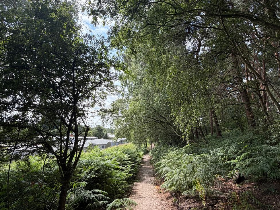 A pathway surrounded by trees and ferns at Cedar Lodge 2 Bedrooms with hot tub in Delamere