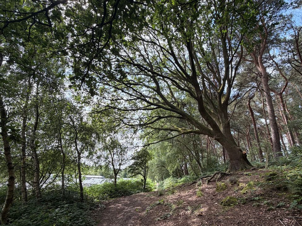 A pathway through trees at Cedar Lodge 2 Bedrooms with hot tub in Delamere