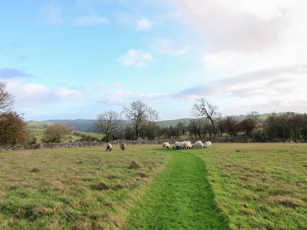 A field with sheep grazing at Little Barn in Leek