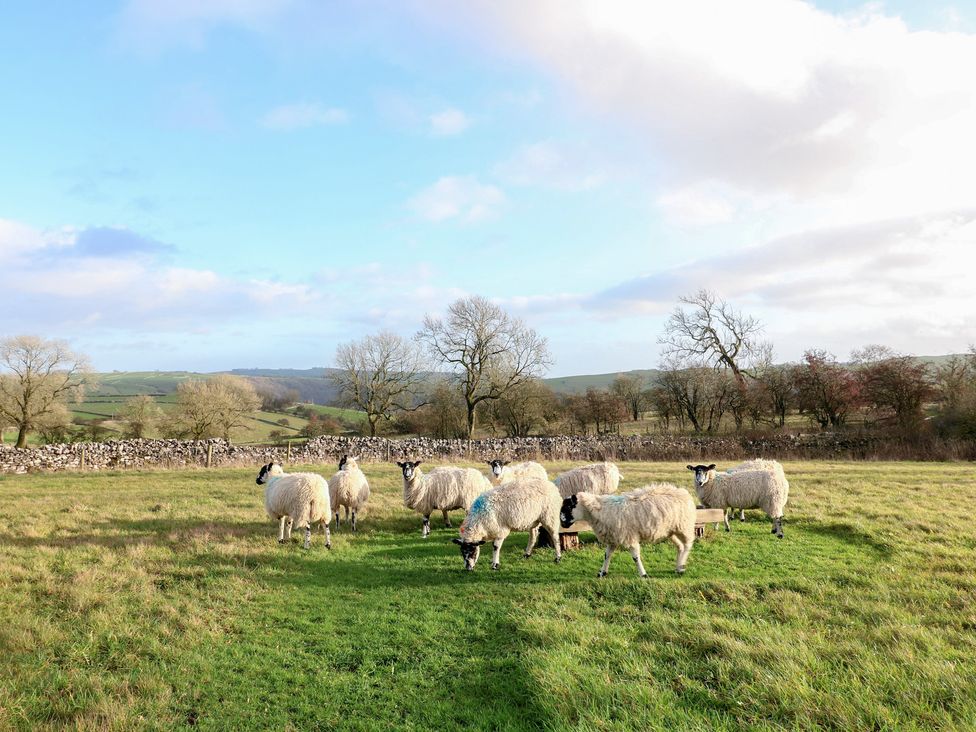 A group of sheep grazing in a field at Little Barn in Leek