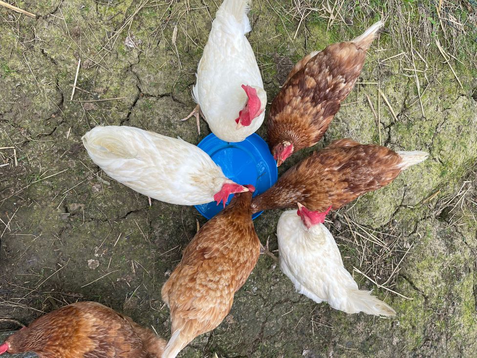Chickens gathered around a water container at Mill Pond Cottage in Widemouth Bay
