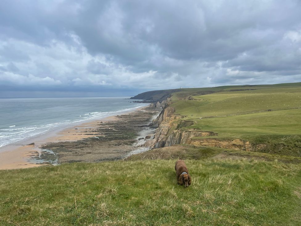 A coastal view with cliffs and a dog at Mill Pond Cottage in Widemouth Bay