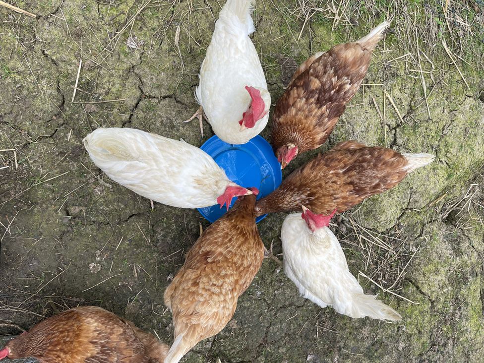 A group of chickens around a blue water container in an outdoor setting at Meadow View in Widemouth Bay