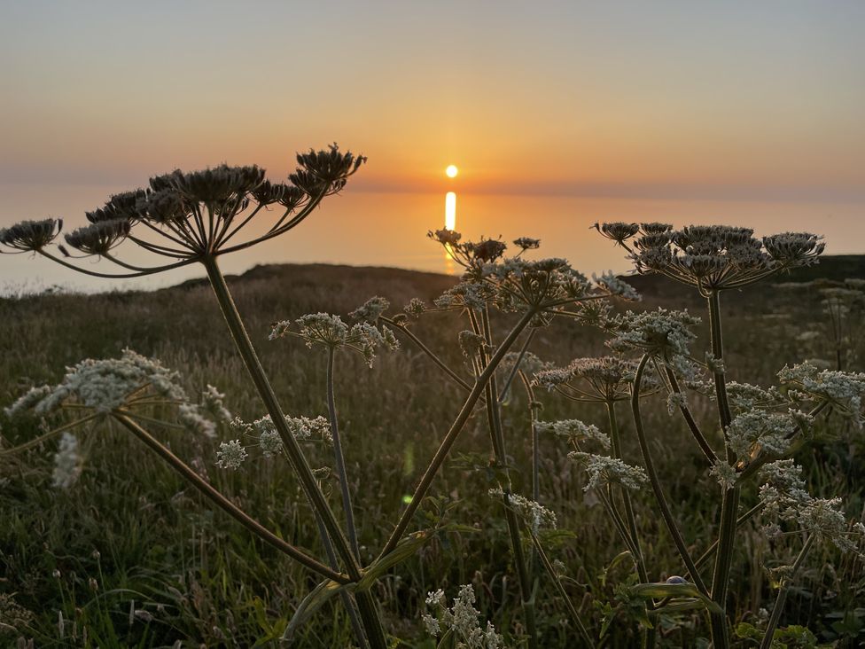A sunset over the ocean with plants in the foreground at Meadow View in Widemouth Bay