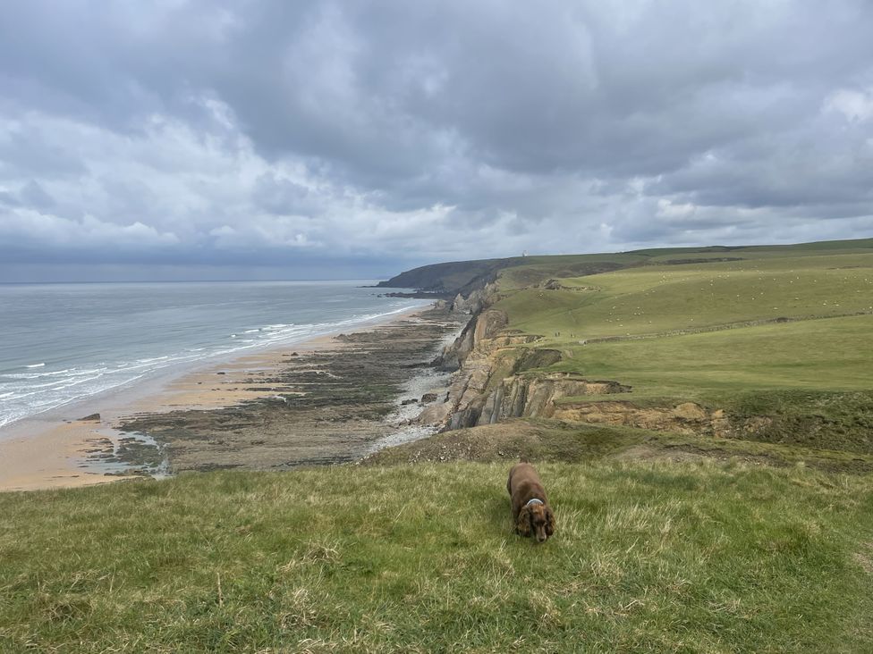 A dog on grass near cliffs and the ocean at Meadow View in Widemouth Bay
