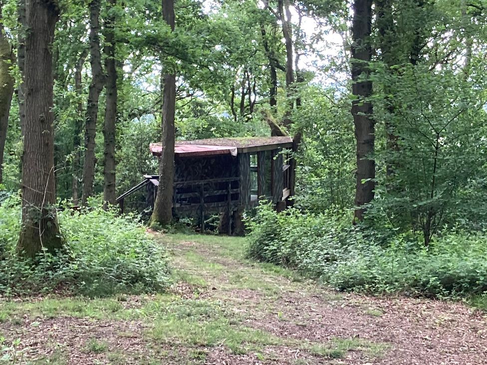 A cabin surrounded by trees and a path at The Tree House in the Woods Longhope