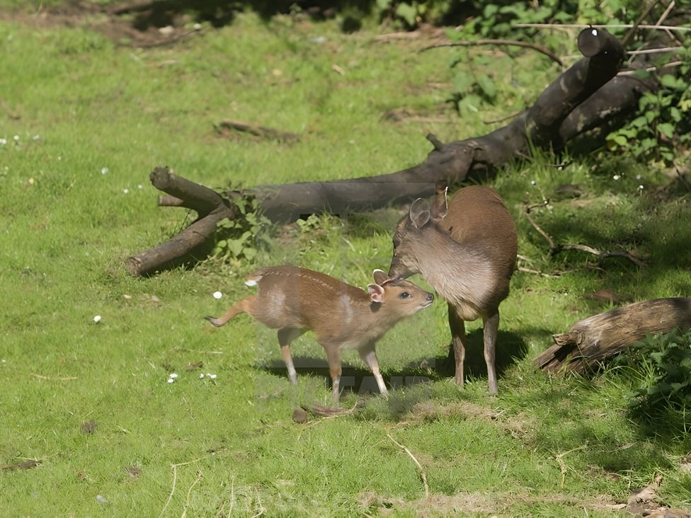 Two deer in a grassy area with fallen branches at The Tree House in the Woods Longhope