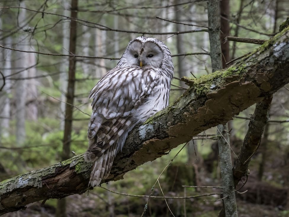 An owl perched on a branch in a forest at The Tree House in the Woods Longhope