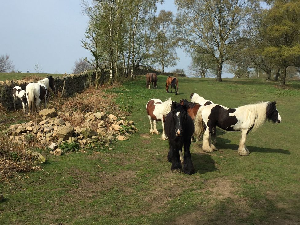 A group of horses in a grassy field at an unspecified location