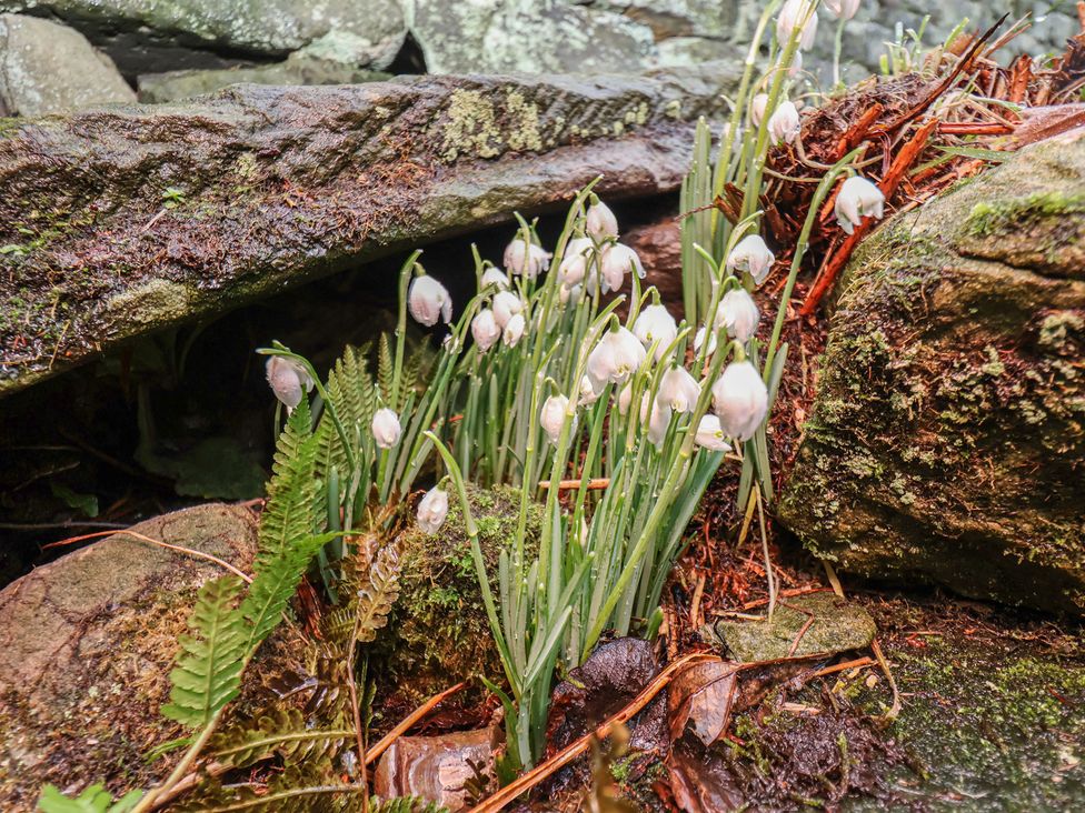 A group of snowdrops and ferns growing between rocks outdoors at 4 Lilac Cottages 