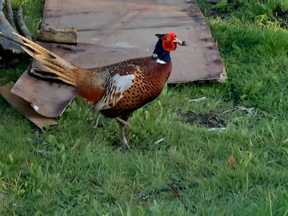 A pheasant walking on grass near cardboard and wood at Cosy Escape in Sheerness