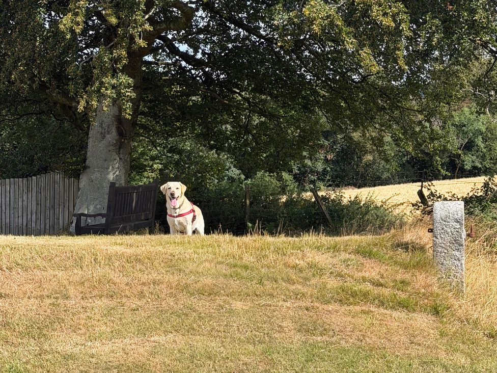 A dog standing near a bench and tree at Moorland View in Dobwalls